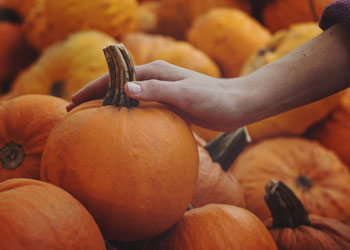 Image of a hand selecting a pumpkin at a pumpkin farm