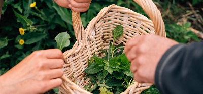 Wild food foraging is a great eco-friendly gift experience idea