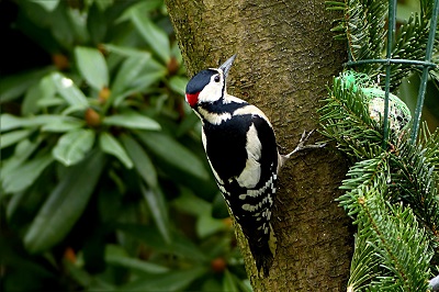 Woodpecker image, RSPB membership eco-friendly gift idea